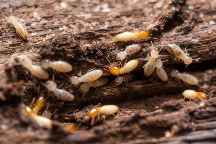 Image for Irvine Termite Control & Fumigation with ID of: 2713627