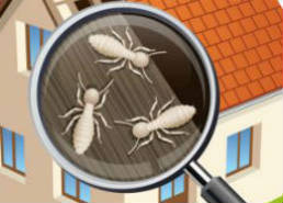 Image for Irvine Termite Control & Fumigation with ID of: 2713630