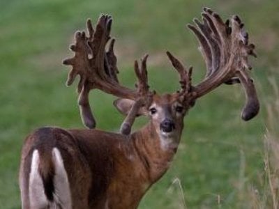 Image for X Factor Whitetails with ID of: 2715183