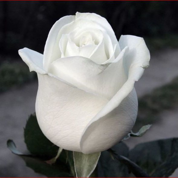 Image for Ribbon & Lace Florist with ID of: 2715490