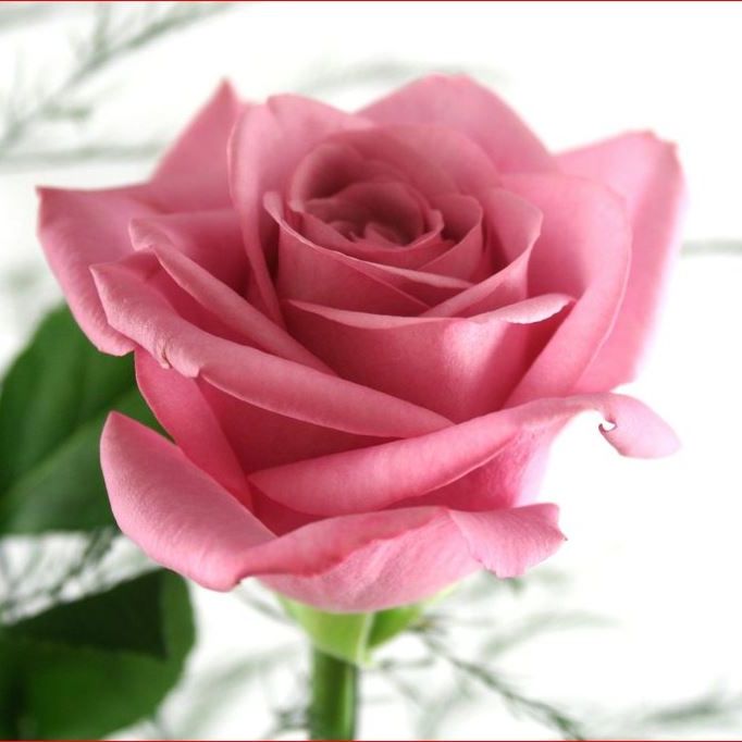 Image for Ribbon & Lace Florist with ID of: 2715491