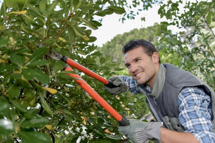 Image for Tree Service Murfreesboro TN with ID of: 2716154