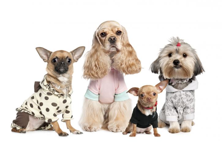 Image for Out of Control Kennels with ID of: 2720081