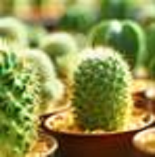 Image for Freed's Greenhouse with ID of: 2720301