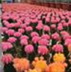 Image for Freed's Greenhouse with ID of: 2720302