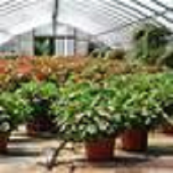 Image for Freed's Greenhouse with ID of: 2720303