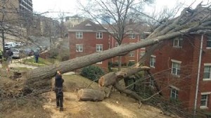 Image for AAA Tree Service with ID of: 2721266