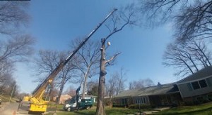Image for AAA Tree Service with ID of: 2721267