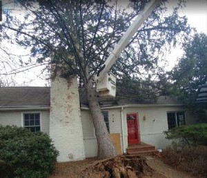 Image for AAA Tree Service with ID of: 2721268