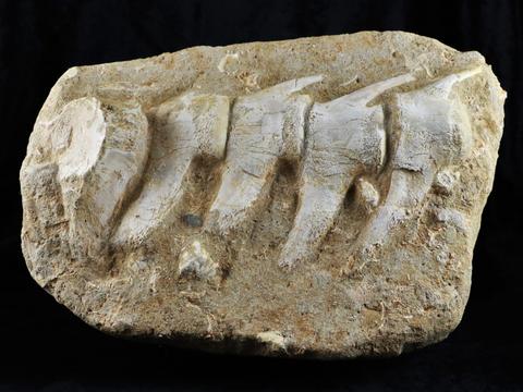 Image for Fossil Age Minerals with ID of: 2726075