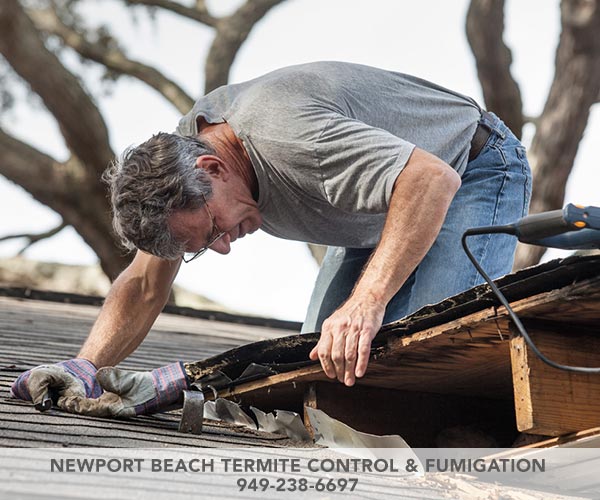 Image for Newport Beach Termite Control & Fumigation with ID of: 2727326