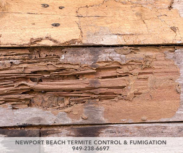 Image for Newport Beach Termite Control & Fumigation with ID of: 2727327