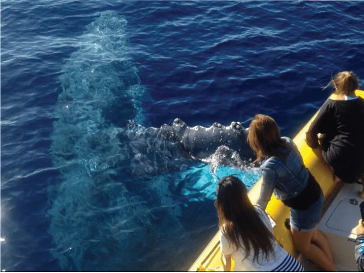 Image for Ultimate Whale Watching & Snorkel with ID of: 2727733