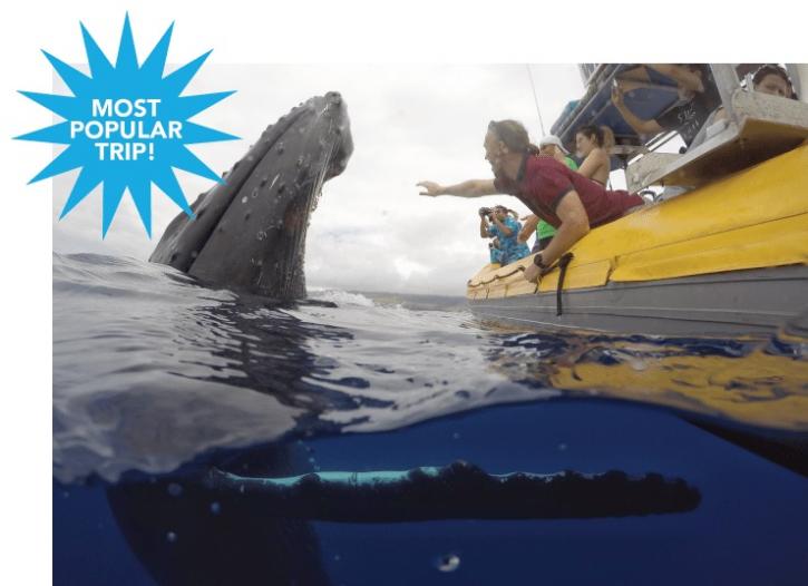 Image for Ultimate Whale Watching & Snorkel with ID of: 2727736