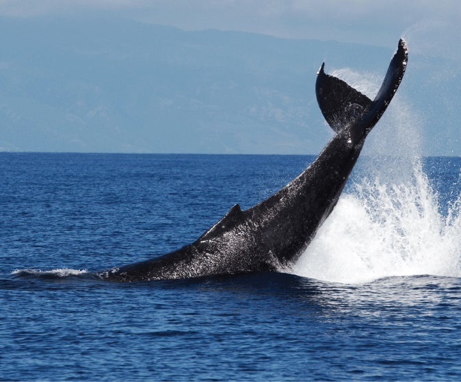 Image for Ultimate Whale Watching & Snorkel with ID of: 2727737