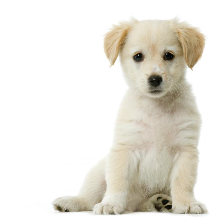 Image for Abracadabra Pet Grooming with ID of: 2729553