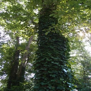 Image for Rockaway NJ Tree Service with ID of: 2731531