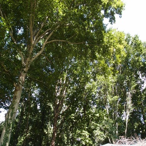 Image for Rockaway NJ Tree Service with ID of: 2731532