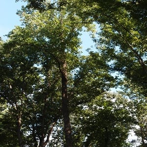 Image for Rockaway NJ Tree Service with ID of: 2731533