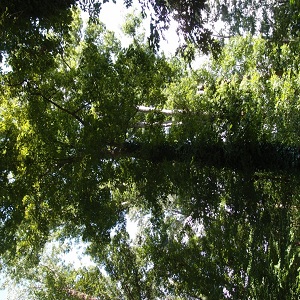 Image for Rockaway NJ Tree Service with ID of: 2731541