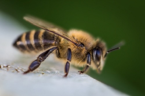 Image for Denver Wasp and Bee Control with ID of: 2732246