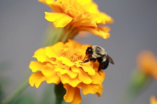 Image for Denver Wasp and Bee Control with ID of: 2732249