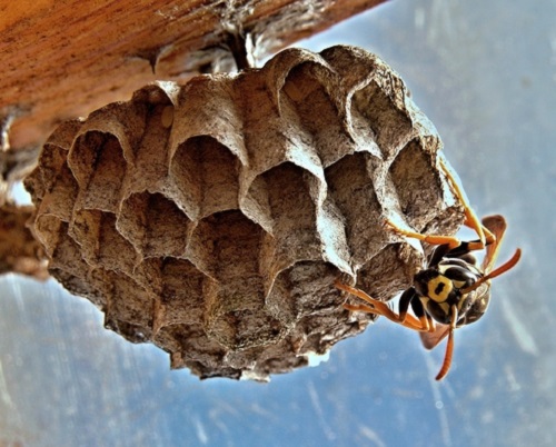Image for Denver Wasp and Bee Control with ID of: 2732250