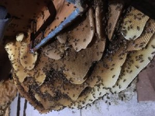 Image for Denver Wasp and Bee Control with ID of: 2732251