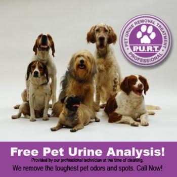 Image for Beaverton Chem-Dry with ID of: 2733566