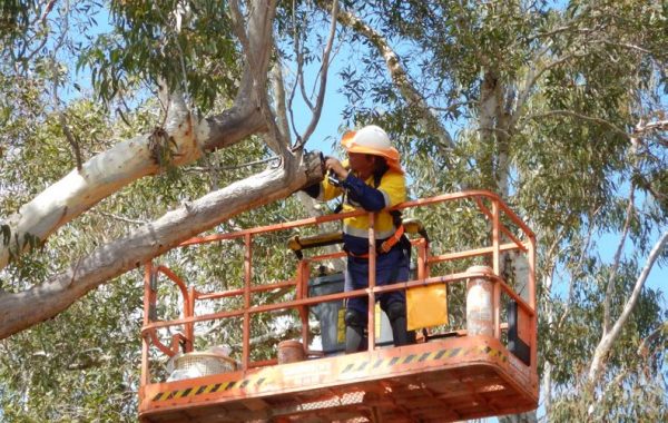 Image for Ausecology - Ecological Consultancy with ID of: 2741818