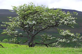 Image for Cornerstone Tree and Landscape Services with ID of: 2742360