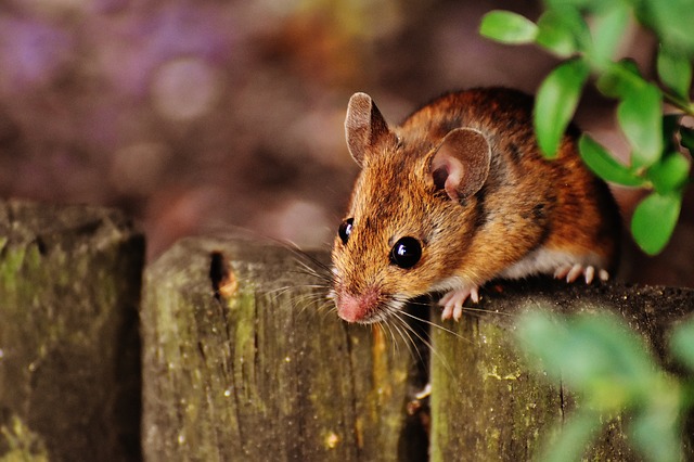 Image for Empire Pest Defense with ID of: 2743959