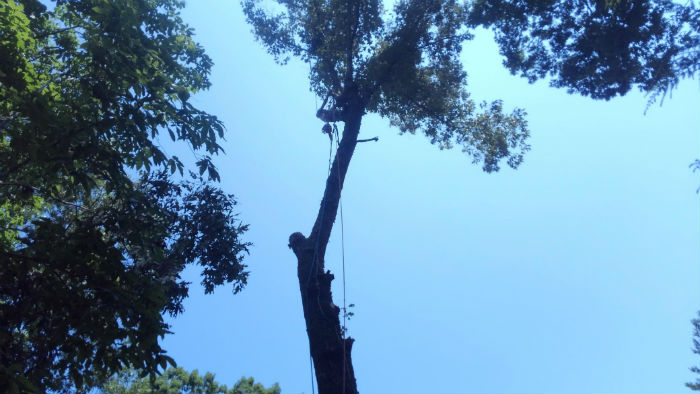 Image for HV Tree Professionals with ID of: 2745107