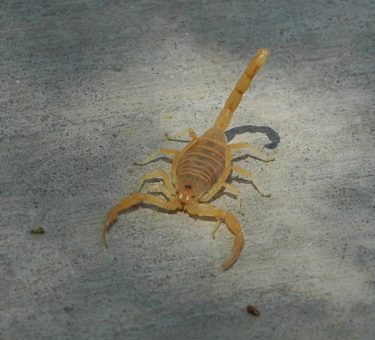 Image for Watchdog Pest Control with ID of: 2749549
