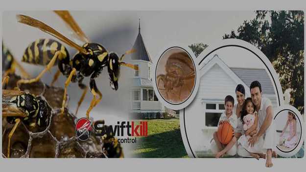 Image for Pest Control in London with ID of: 2753307