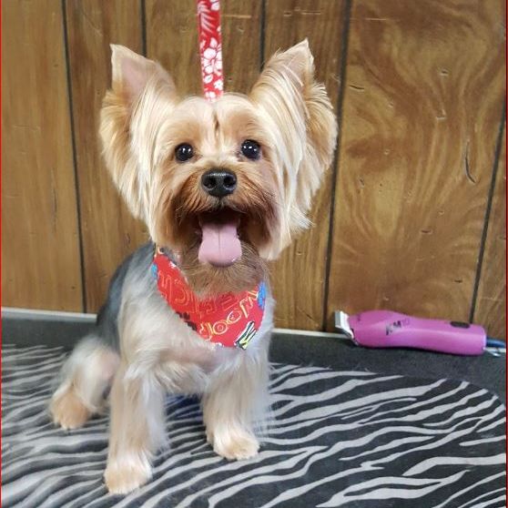 Image for The Dog Shack with ID of: 2757068