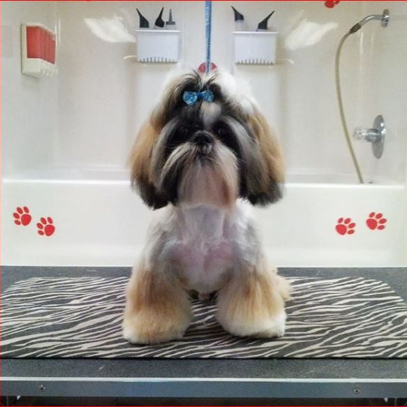 Image for The Dog Shack with ID of: 2757075