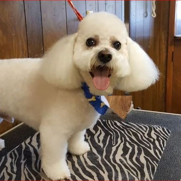 Image for The Dog Shack with ID of: 2757076