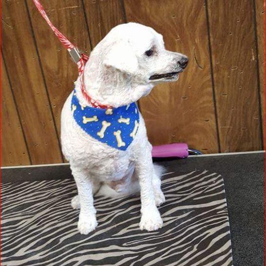 Image for The Dog Shack with ID of: 2757077