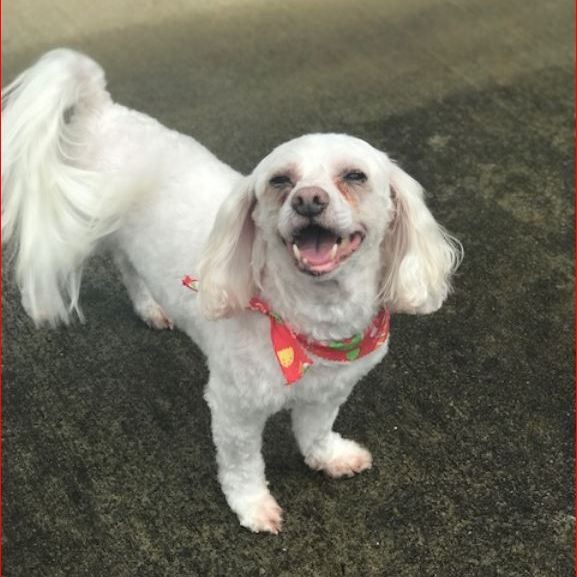 Image for The Dog Shack with ID of: 2757078