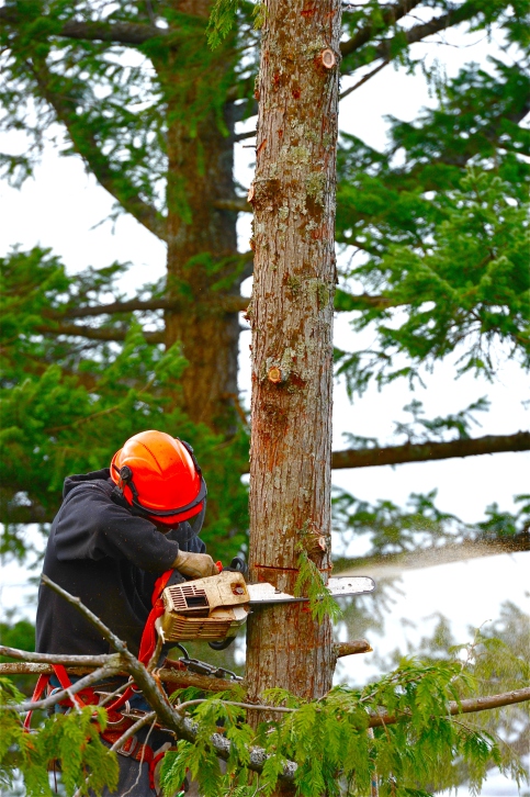 Image for Elite Tree Experts with ID of: 2761421