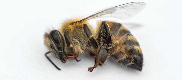 Image for J R Bees, LLC with ID of: 2762641
