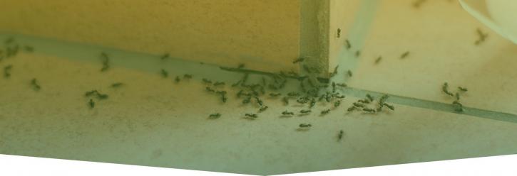 Image for Commercial Pest Control Melbourne with ID of: 2762958