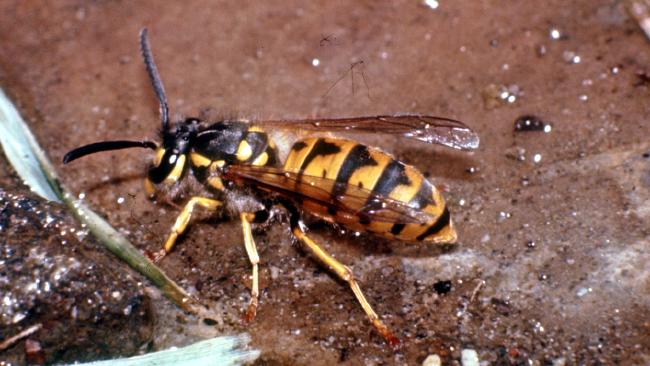 Image for Pest Control Melbourne with ID of: 2763378