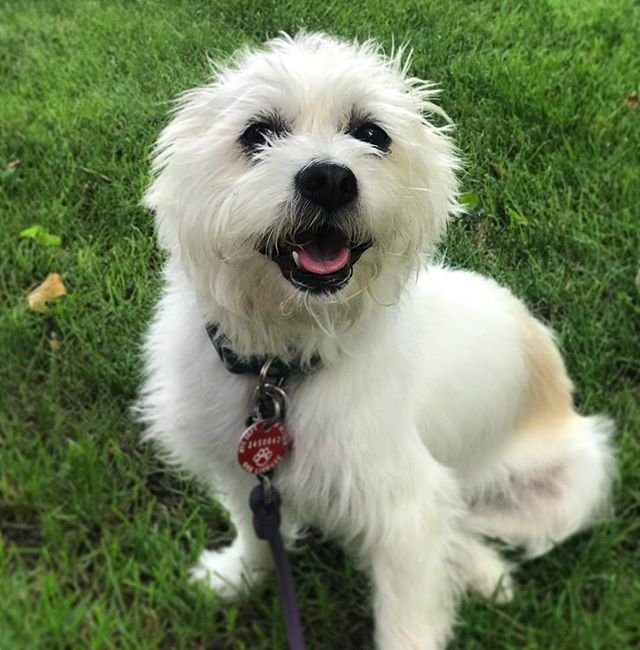 Image for TameMe Pets with ID of: 2767081