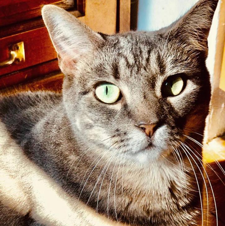 Image for TameMe Pets with ID of: 2767083