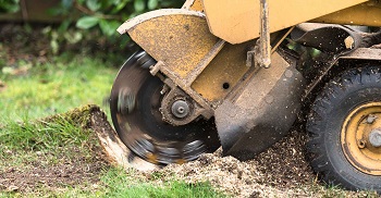 Image for Eric Cartwright's Custom Tree Care with ID of: 2767148