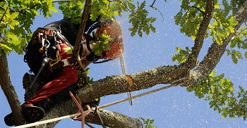 Image for Eric Cartwright's Custom Tree Care with ID of: 2767149