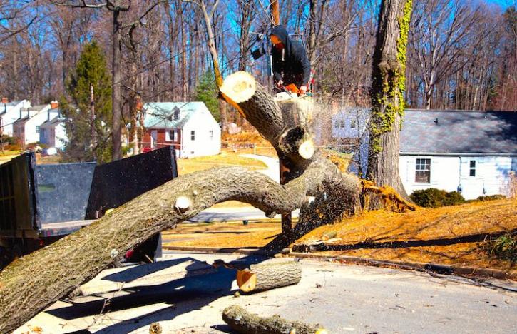 Image for Marietta Tree with ID of: 2768326