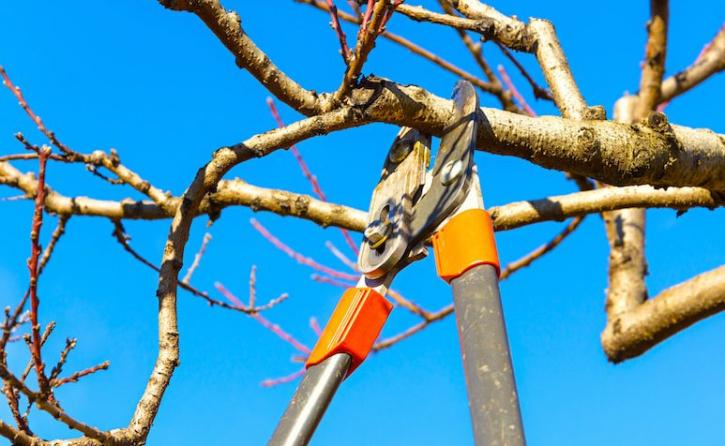 Image for Marietta Tree with ID of: 2768327